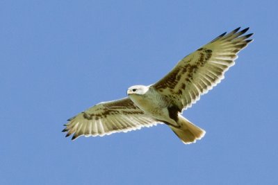 Ferruginous Hawk