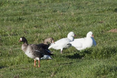 Great-white fronted & Ross's Geese