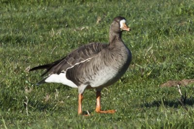 Great-white fronted Goose