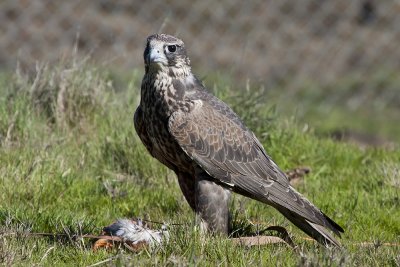 Hybridized Falcon