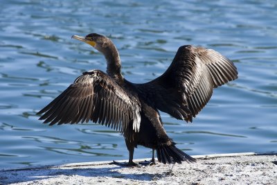 Doubled-crested Cormorant