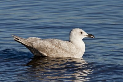 Herring Gull