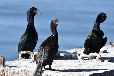 Pelagic Comorant