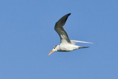 Royal Tern