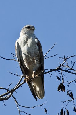 Ferrugenous Hawk