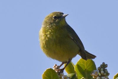 Orange-crowned warbler