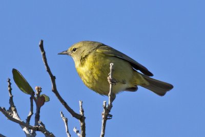 Orange-crowned warbler