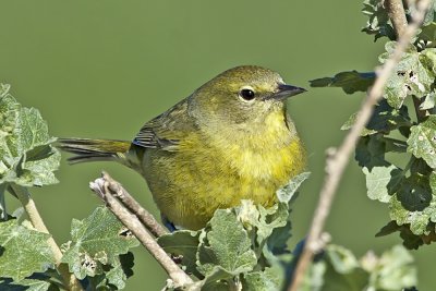 Orange-crowned warbler