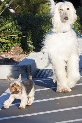 Afghan & Norwich Terrier