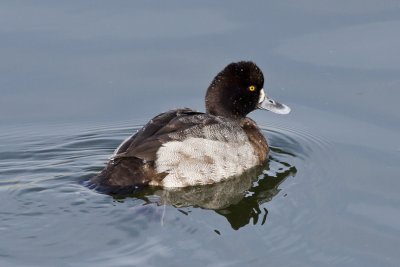Greater Scaup
