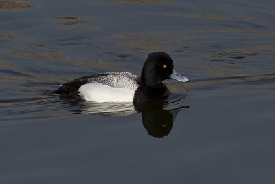 Greater Scaup