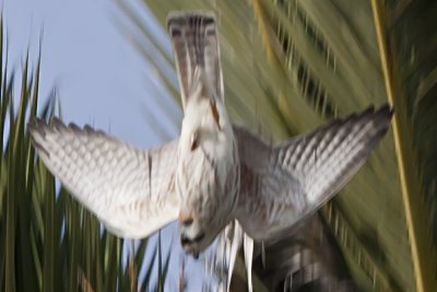 American Kestrel