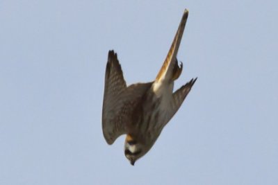 American Kestrel