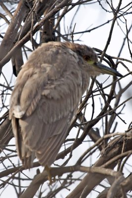 Black-crowned Night Heron