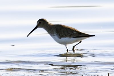 Stilt Sandpiper