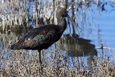 White-faced Ibis