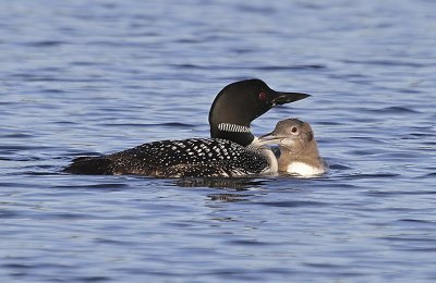 Common Loon
