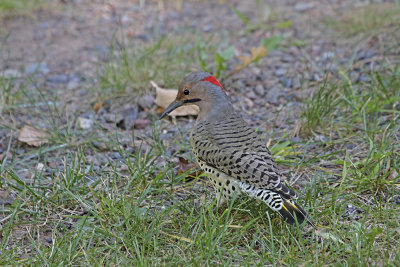 Northern Flicker