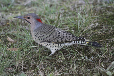 Northern Flicker