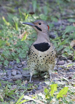 Northern Flicker