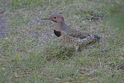 Northern Flicker
