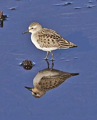 Semi-palmated Sandpiper