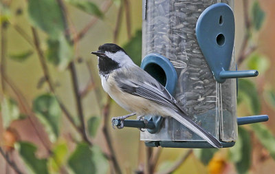 Black-capped Chickadee