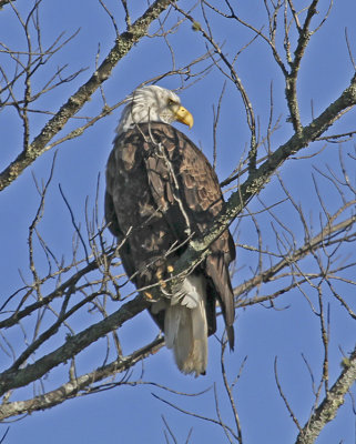 Bald Eagle
