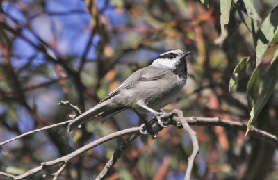 Mountain Chickadee