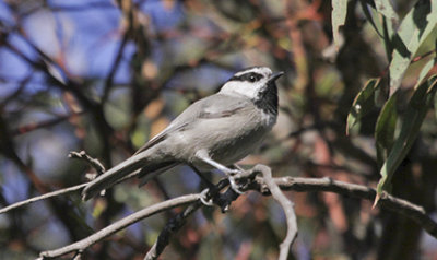Mountain Chickadee