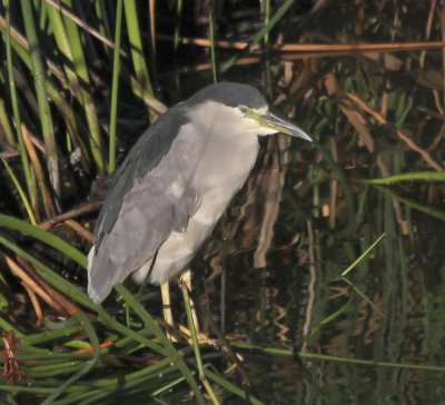 Black-crowned Night Heron