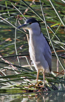 Black-crowned Night Heron