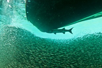 Barracuda in lunch line at Manchioneel Bay