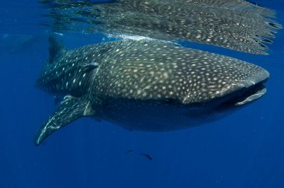 Whale Shark Expedition 2010