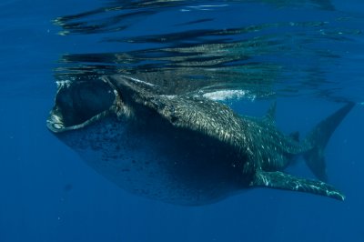 Whale Shark feeding on Bonita eggs
