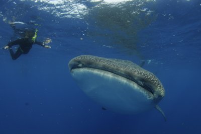 Xinia swimming alongside Whale Shark