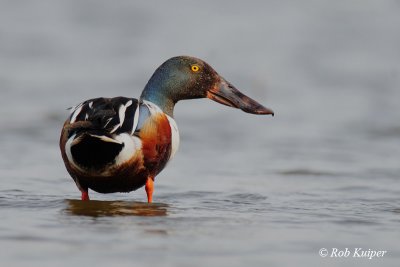 Shoveler / Slobeend