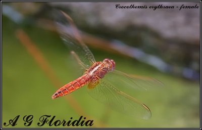 Crocothemis erythraea - female