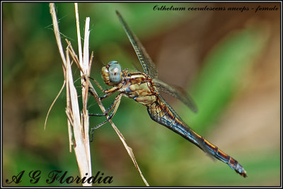 Orthetrum coerulescens anceps - female 