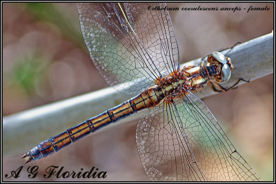 Orthetrum coerulescens anceps - female