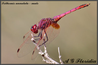 Trithemis annulata - male