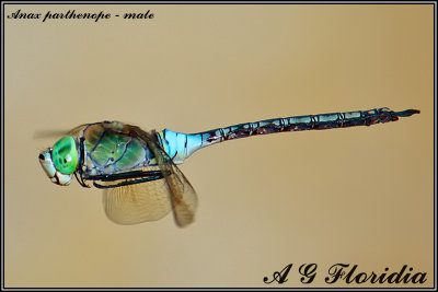 Anax parthenope - male 