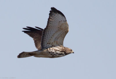 Broad-winged Hawks