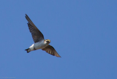 Violet-green Swallow