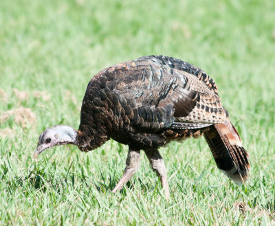 Wild Turkey