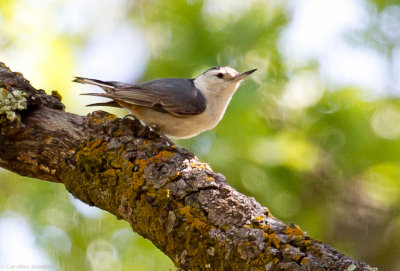 White-breasted Nuthatch