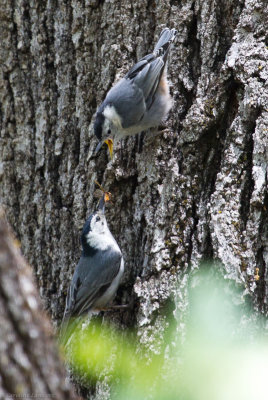 White-breasted Nuthatches