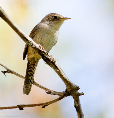 House Wren