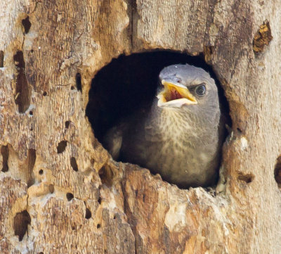 European Starling chick