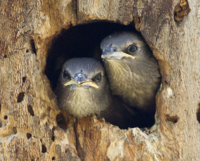 European Starling chicks